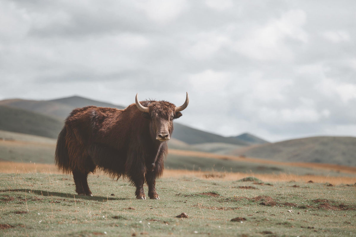 Shaggy yak with light horns at left on a green highland pasture, tapestry printed on fabric – brown, green and grey