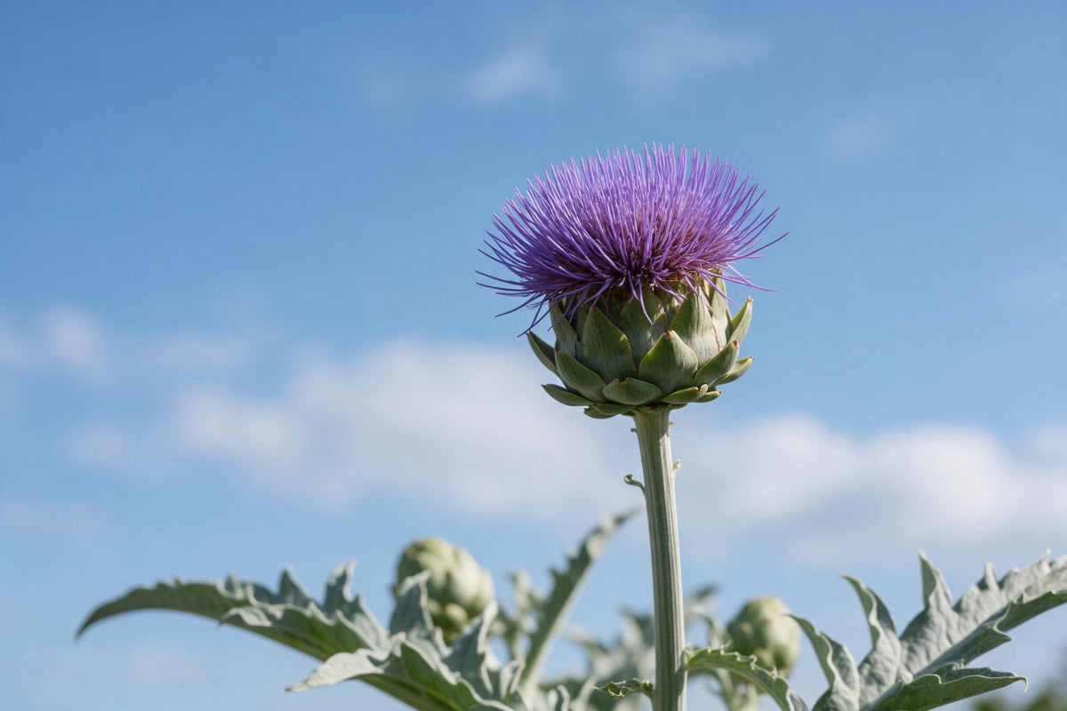 Violet blooming artichoke against a light blue summer sky with clouds, tapestry printed on fabric – violet and blue