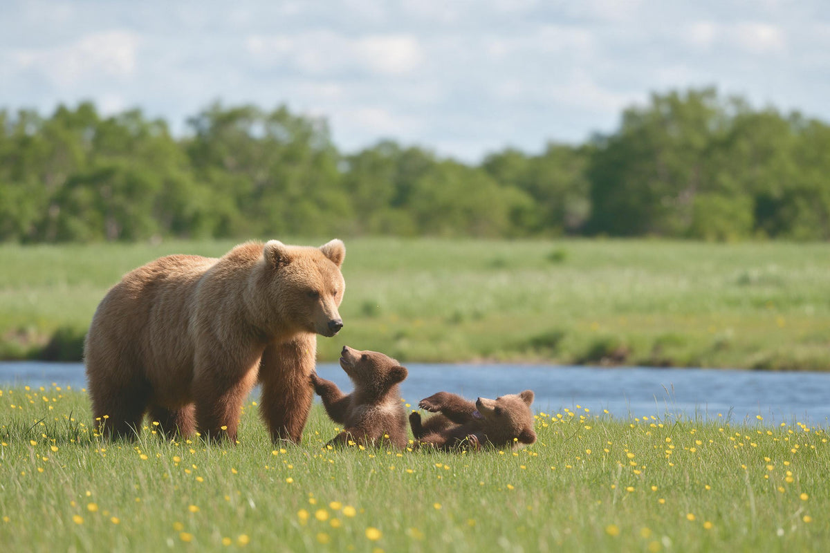Braunbärin mit zwei Bärenjungen links auf Butterblumenwiese am Fluss, als Wandtuch, auf Stoff gedruckt – Braun und Grün