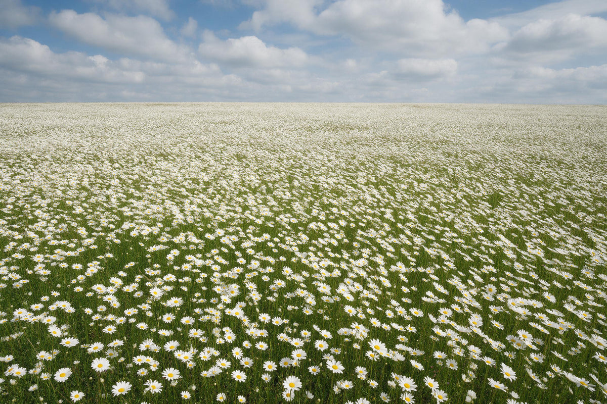 Blumenfeld mit weissen Margeriten unter Cumuluswolken, als Wandtuch, auf Stoff gedruckt – Weiss und Blau