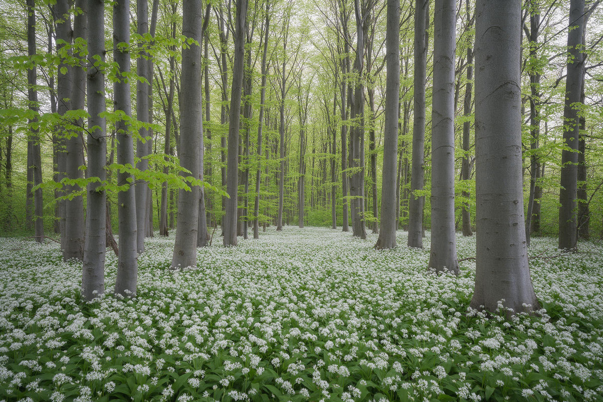 Wald: Buchenwald mit weissem Bärlauch-Teppich zwischen grauen Stämmen, als Wandtuch, auf Stoff gedruckt – Grün und Weiss