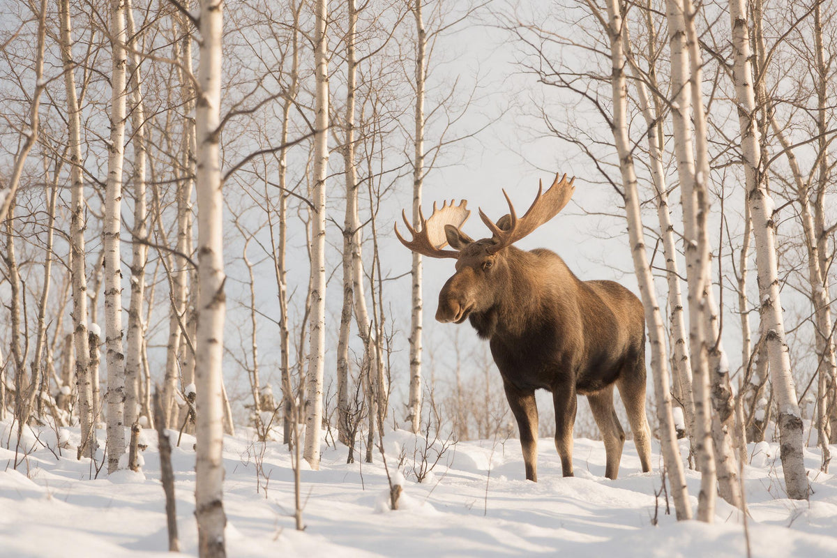 Bull moose with shovel antlers among snowy birches, tapestry printed on fabric – brown and white