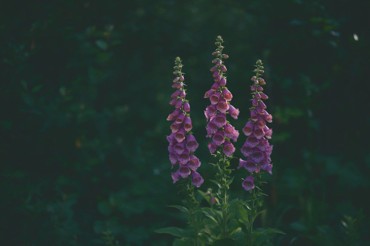 Three violet foxglove flower spikes against a dark green garden background, tapestry printed on fabric – violet and green