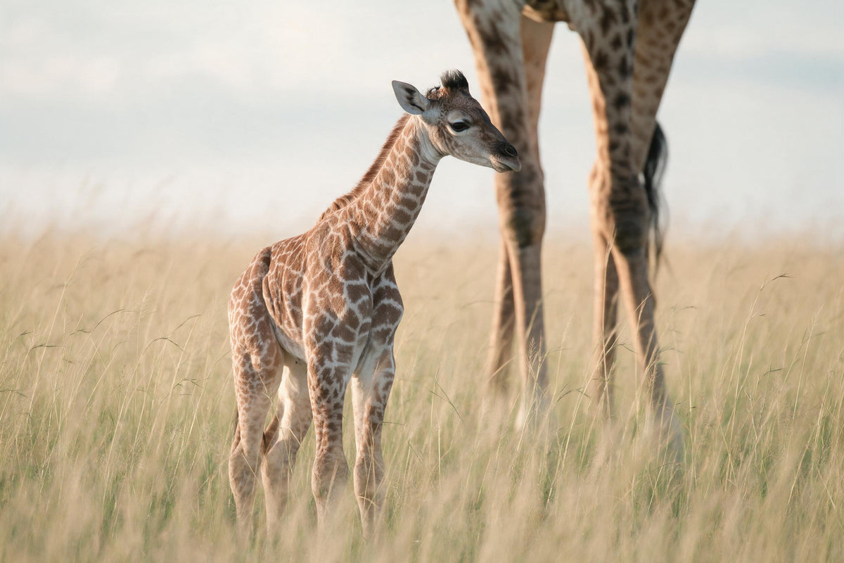 Bébé girafe dans l'herbe haute beige doré de la savane, pattes de sa mère à côté, tenture murale imprimée sur tissu – beige