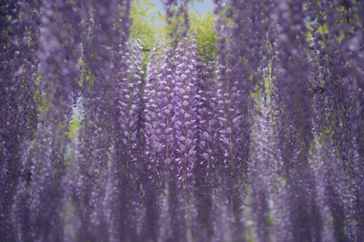 Blumenvorhang aus violetten Glyzinien vor hellblauem Himmel, als Wandtuch, auf Stoff gedruckt – Violett Grün