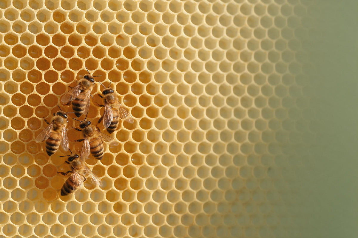 Cinq abeilles à gauche sur des rayons de miel dorés devant un vert sauge, tenture murale imprimée sur tissu – or et vert