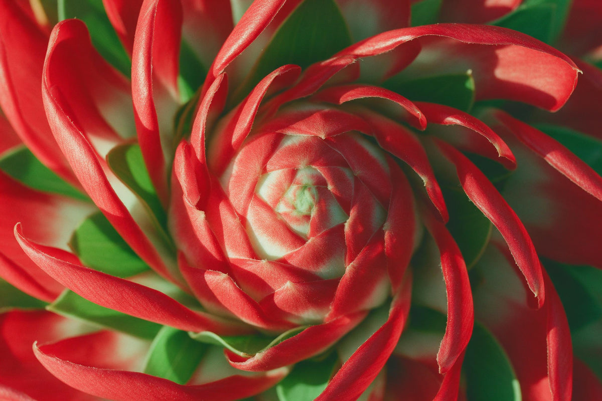 Fleur de gingembre rouge en mandala de bractées, tenture murale imprimée sur tissu – rouge et vert