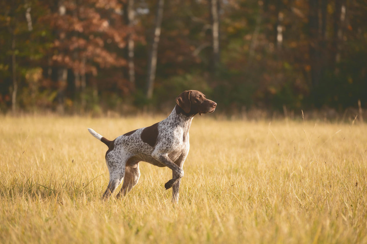 Hunting dog with raised paw in golden yellow autumn grass by forest edge, tapestry printed on fabric – yellow and rust brown