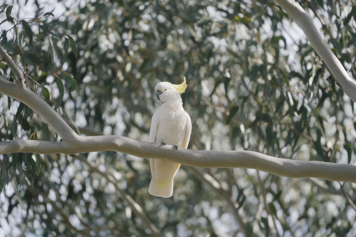 Cacatúa blanca de cresta amarilla en rama clara de eucalipto ante follaje verde, tapiz impreso en tela – blanco y amarillo