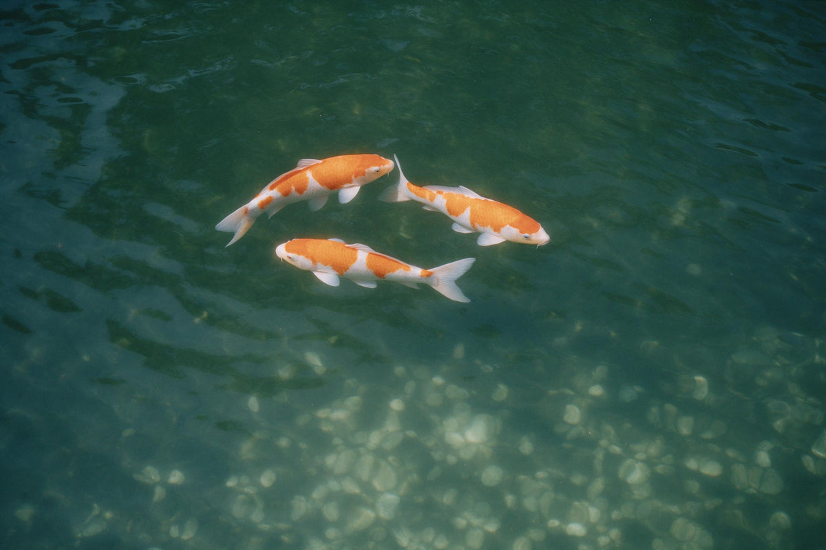 Three orange and white koi carp in clear green water above pale pebbles, tapestry printed on fabric – deep green