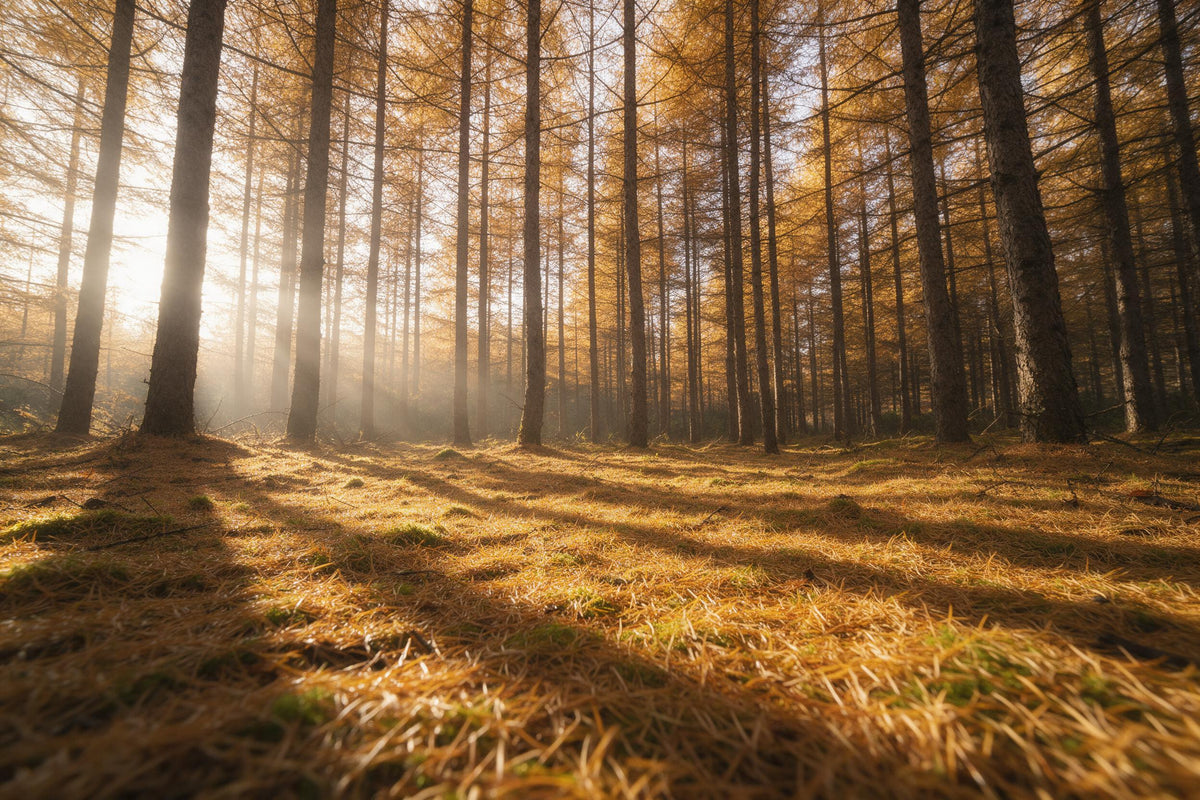 Bosque de alerces a contraluz con alfombra de agujas doradas y rayos de luz, tapiz impreso en tela – dorado y verde