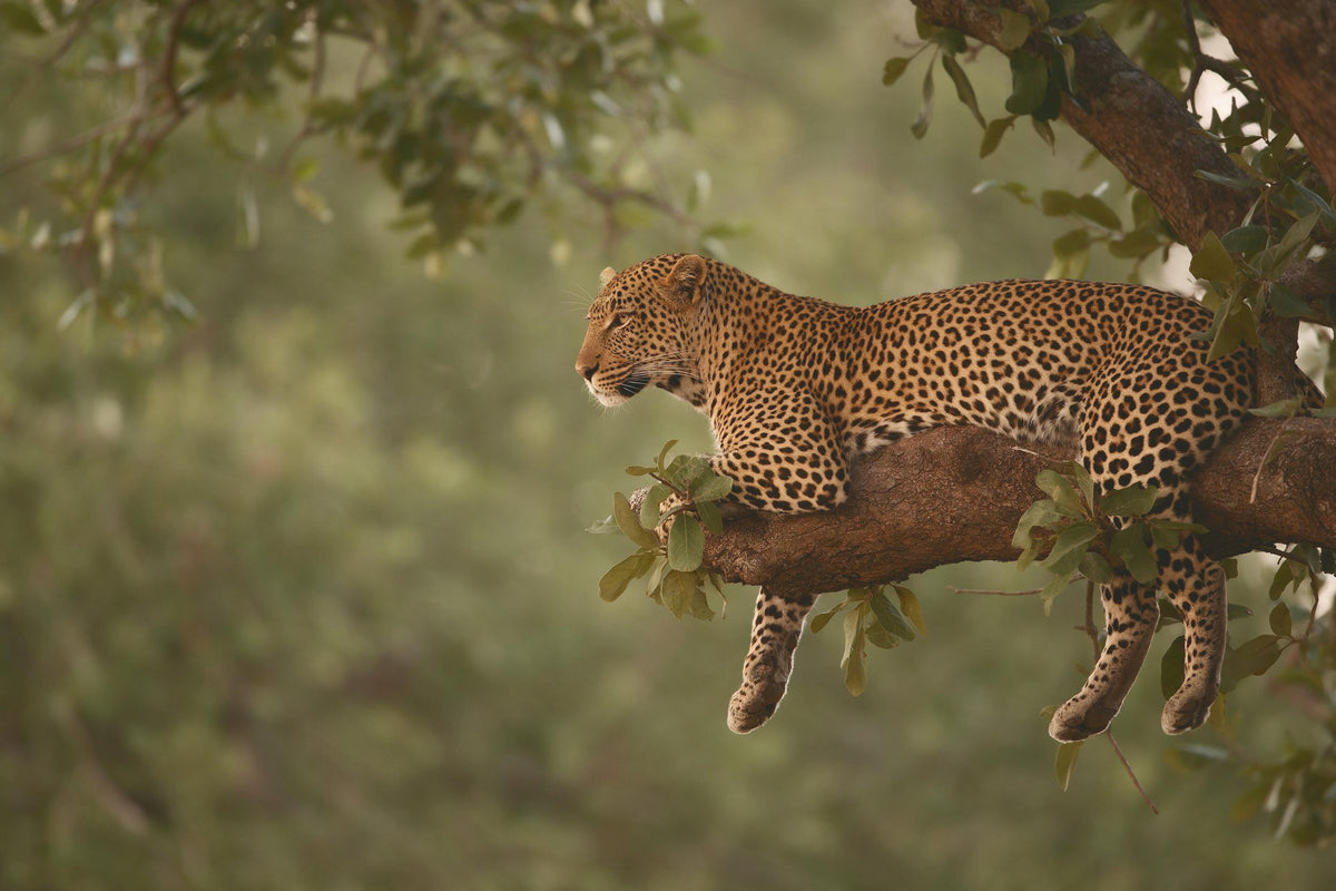 Leopard lying relaxed on a thick branch on the right among green foliage, tapestry printed on fabric – gold and green