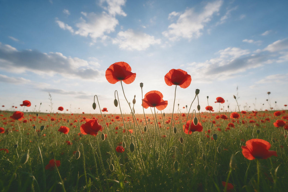 Weites Mohnblumenfeld mit roten Blüten unter blauem Sommerhimmel, als Wandtuch, auf Stoff gedruckt – Rot und Grün