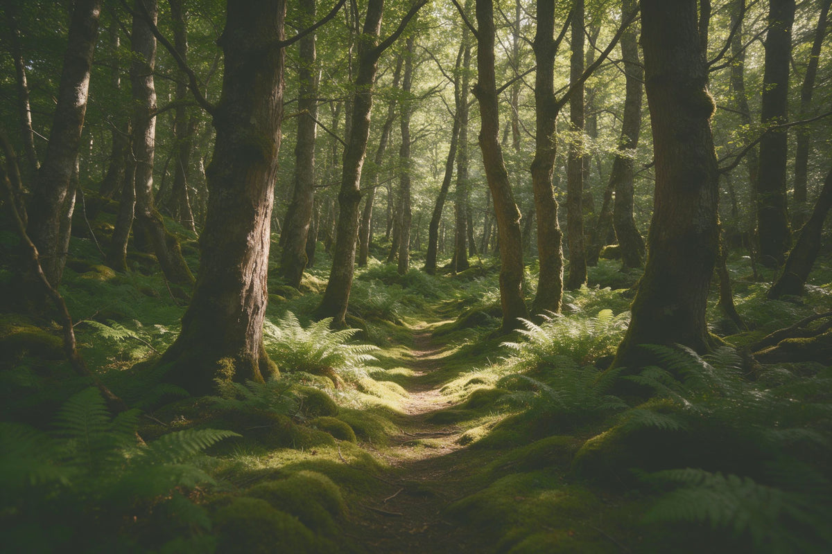 Mooswald mit Farnen und warmen Lichtflecken am Waldpfad, als Wandtuch, auf Stoff gedruckt – Grün und Braun