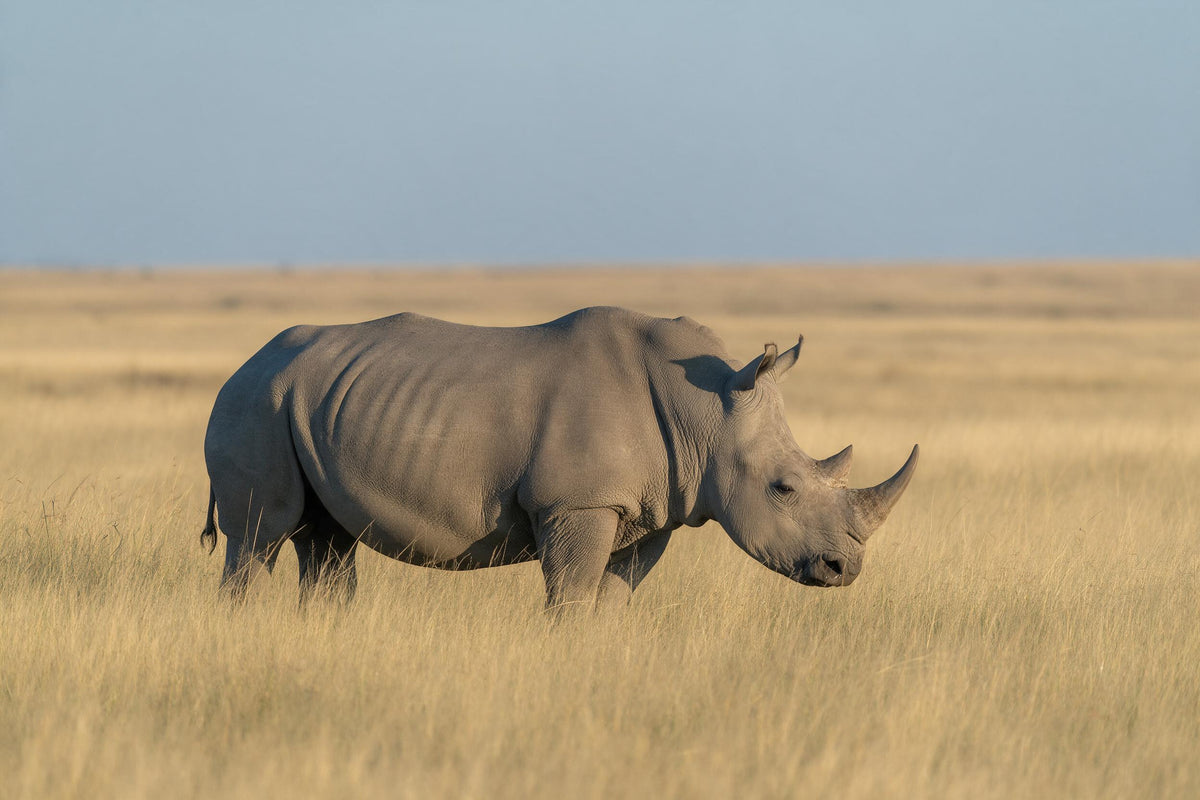 Breitmaulnashorn im hohen goldenen Steppengras unter hellblauem Himmel, als Wandtuch, auf Stoff gedruckt – Gold und Grau