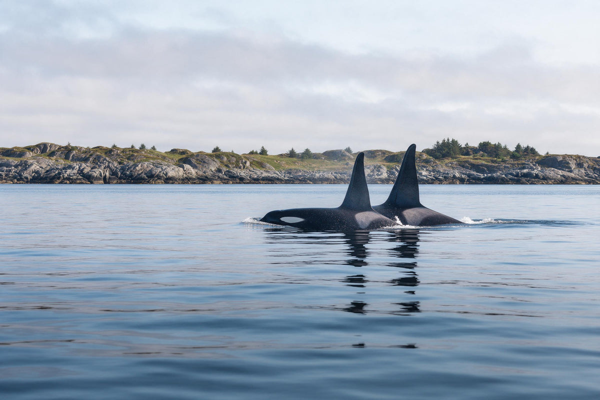 Dos orcas emergen del mar en calma frente a una costa rocosa, tapiz impreso en tela – azul y gris