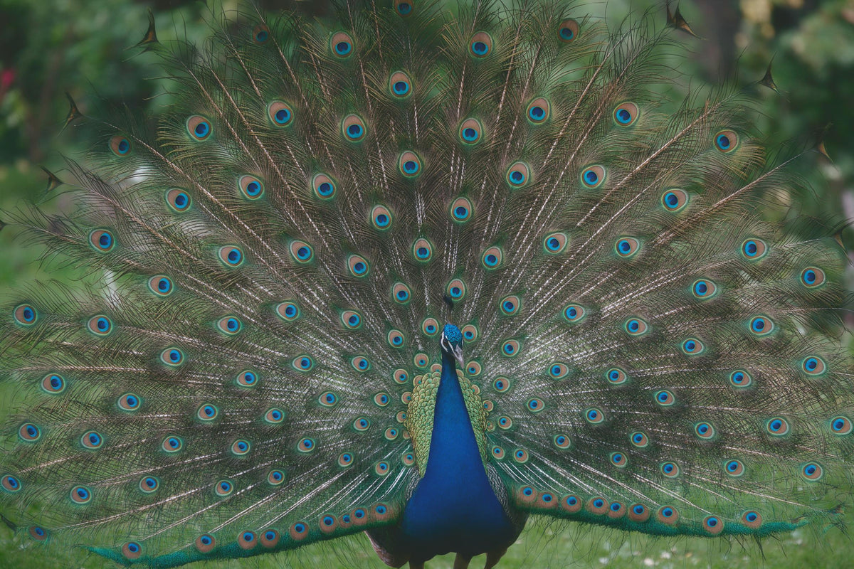 Pfau mit offenem Federrad und Federaugen in Blau, Grün und Gold, als Wandtuch, auf Stoff gedruckt