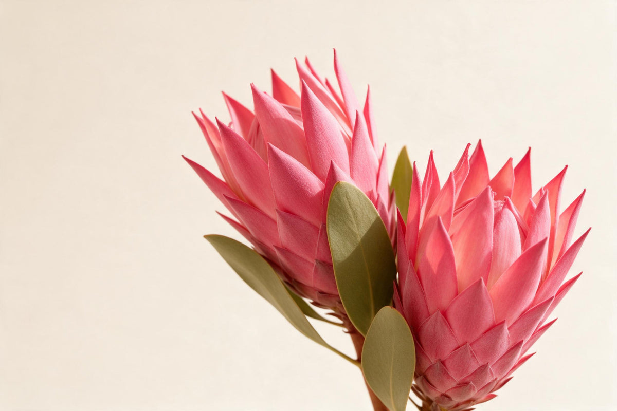 Zwei rosa Protea-Blüten mit olivgrünen Blättern rechts der Mitte vor Creme, als Wandtuch, auf Stoff gedruckt – Rosa und Grün