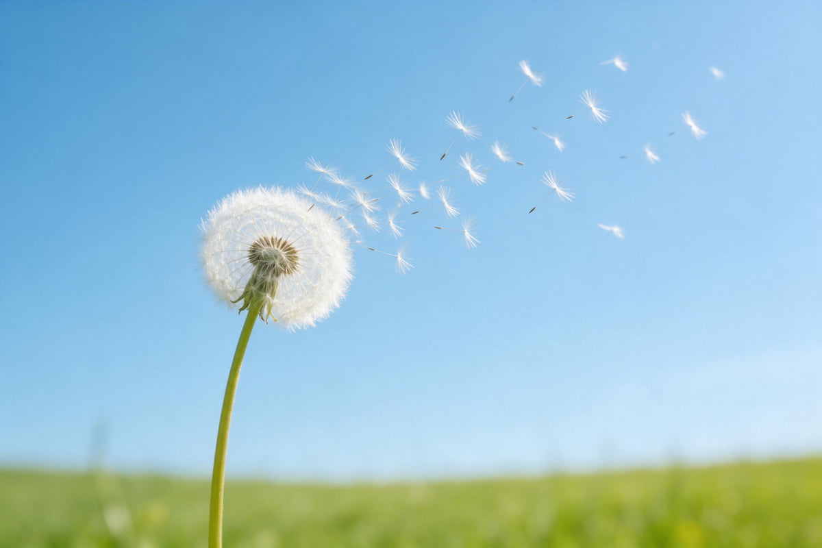 Pusteblume links vor blauem Himmel, Schirmchen fliegen nach rechts oben, als Wandtuch, auf Stoff gedruckt – Blau und Grün