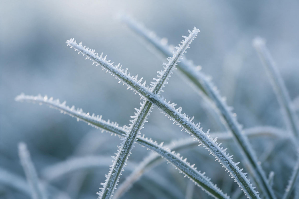 Winterlicher Raureif an gefrorenen Grashalmen mit feinen Eiskristallen, als Wandtuch, auf Stoff gedruckt – Eisblau und Weiss