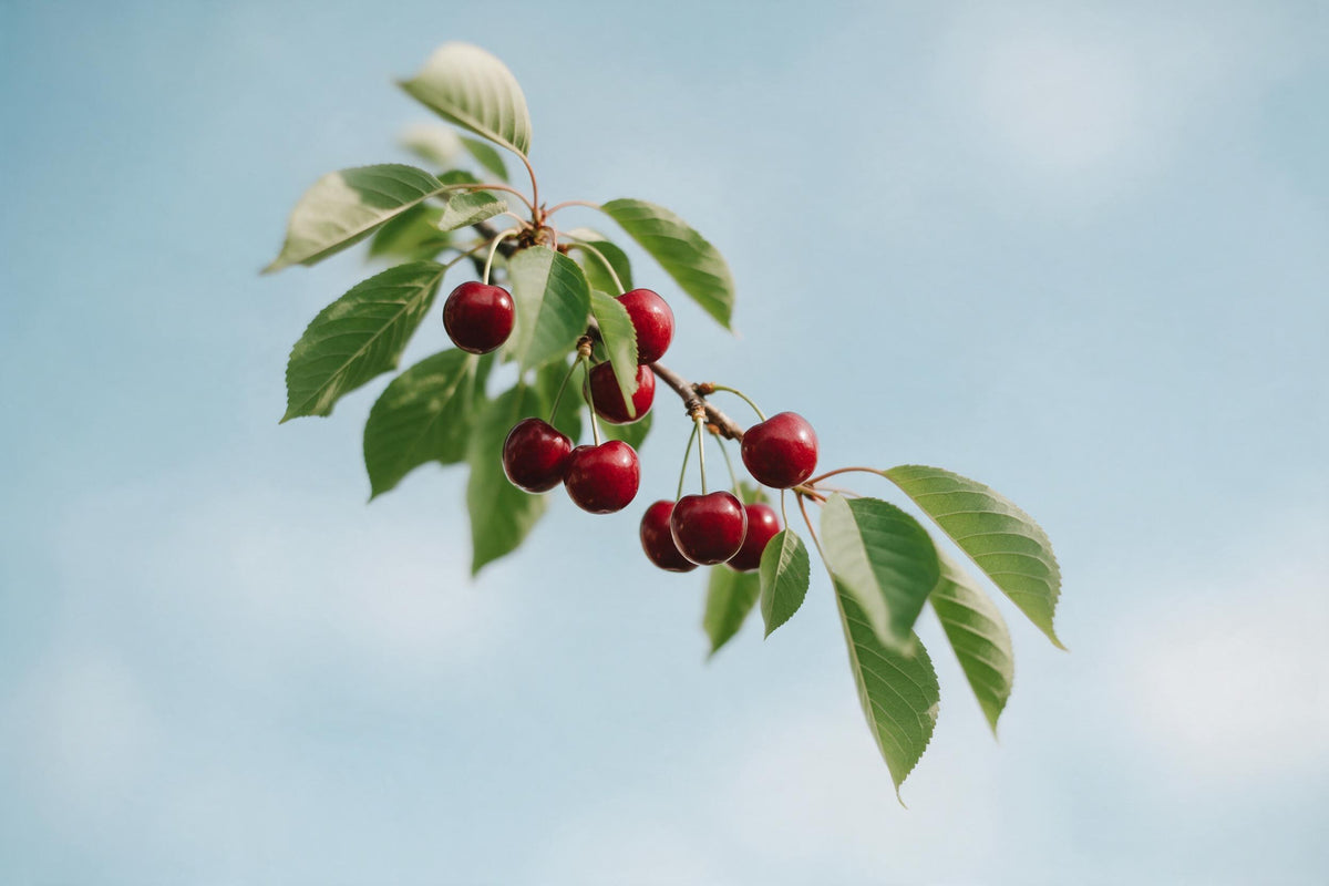 Dunkelrote Kirschen an belaubtem Zweig links der Mitte vor hellblauem Himmel, als Wandtuch, auf Stoff gedruckt – Rot und Grün