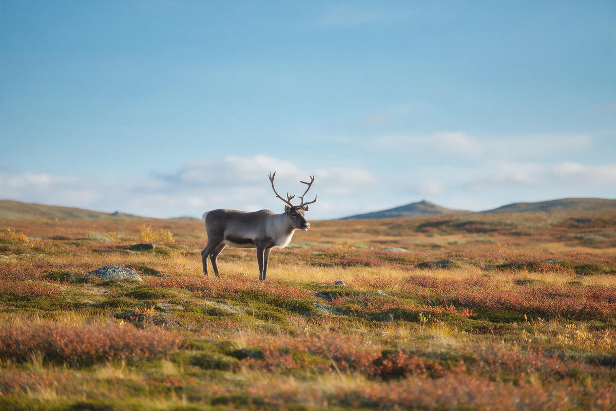 Rentier mit Geweih links der Mitte in herbstlicher Tundra, als Wandtuch, auf Stoff gedruckt – Orange, Grün und Blau
