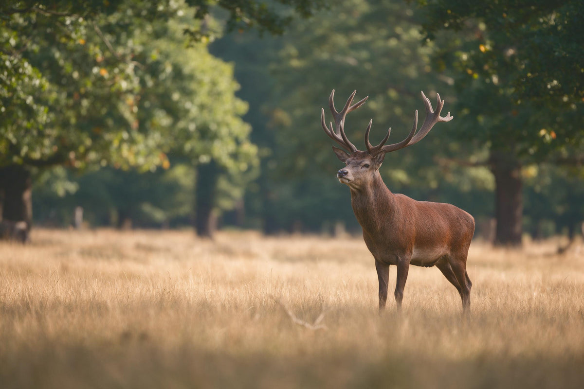 Stag with mighty antlers at right in the golden-brown grass of a clearing, tapestry printed on fabric – brown and green