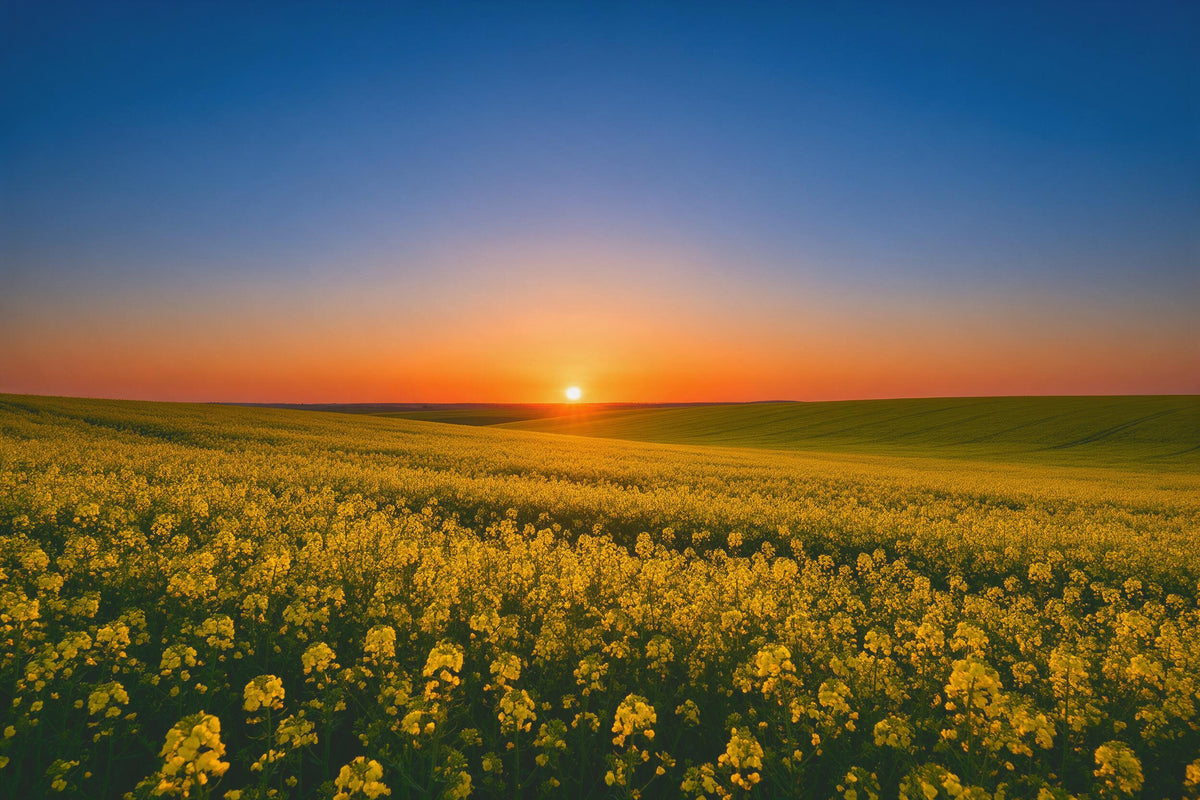 Soleil levant sur champ de colza en fleurs en jaune et orange, tenture murale imprimée sur tissu – bleu et jaune