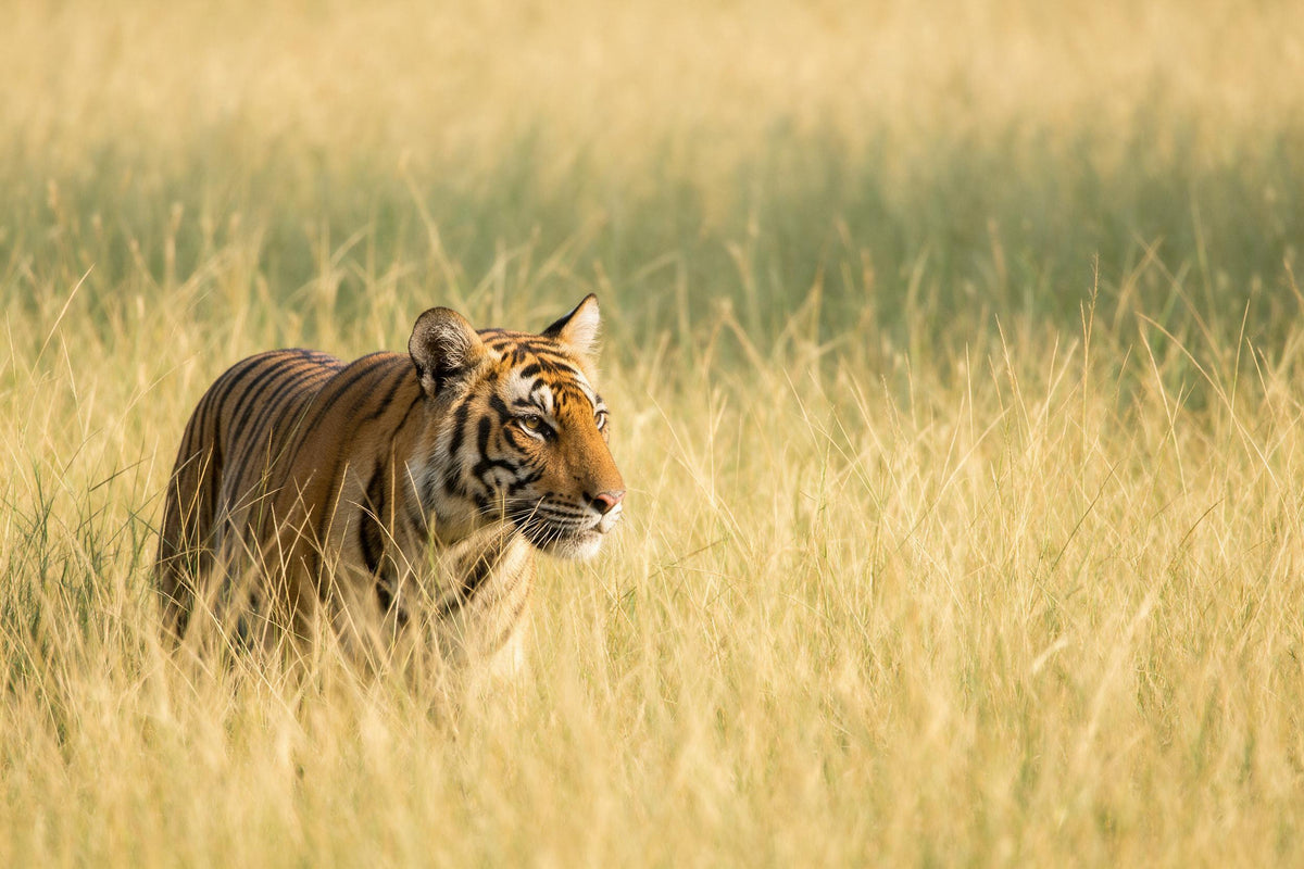Tiger schleicht links durch hohes goldenes Gras vor weichem grünem Grund, als Wandtuch, auf Stoff gedruckt – Orange und Gelb