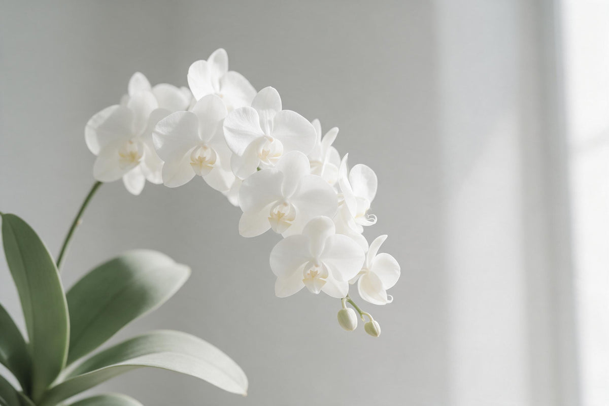 Weisse Orchideenrispe mit Blüten und Knospen vor hellgrauem Grund, als Wandtuch, auf Stoff gedruckt – Weiss und Grün