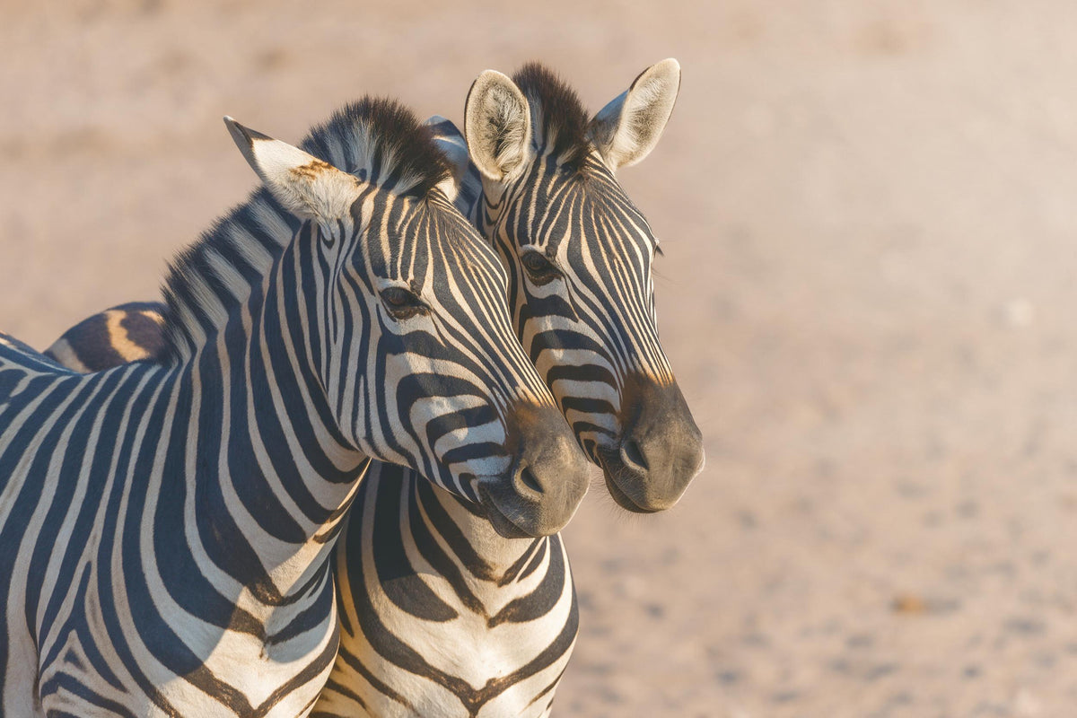 Zwei Zebras dicht beieinander, Köpfe aneinander vor sandbeigem Grund, als Wandtuch, auf Stoff gedruckt – Weiss und Grau