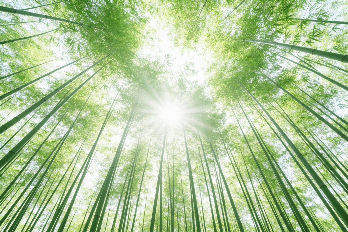 Blick nach oben in den grünen Bambushain mit Sonnenstern als Wandtuch, auf Stoff gedruckt – Frühlingsgrün und weisses Licht