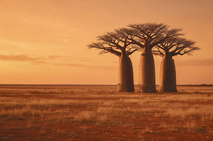 Drei Affenbrotbäume in Afrika rechts in rotbrauner Steppe unter Abendhimmel, als Wandtuch, auf Stoff gedruckt – Orange, Rot