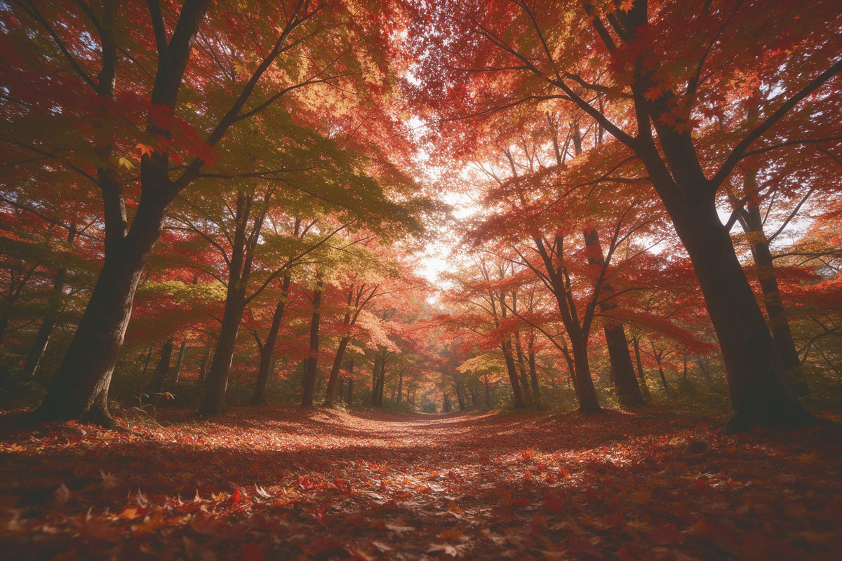 Ahornwald mit roten Kronen und Laubpfad, Lichtflecken am Boden, als Wandtuch, auf Stoff gedruckt – Rot und Orange