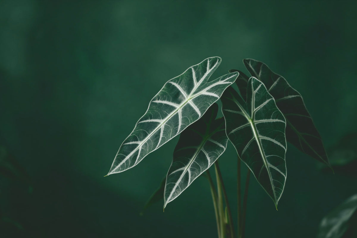 Cinq feuilles d'alocasia aux nervures claires à droite du centre sur vert foncé, tenture murale imprimée sur tissu – vert