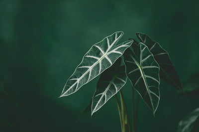 Cinq feuilles d'alocasia aux nervures claires à droite du centre sur vert foncé, tenture murale imprimée sur tissu – vert