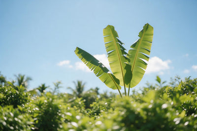 Three green banana leaves in backlight against a pale-blue sky, tapestry printed on fabric – green and blue