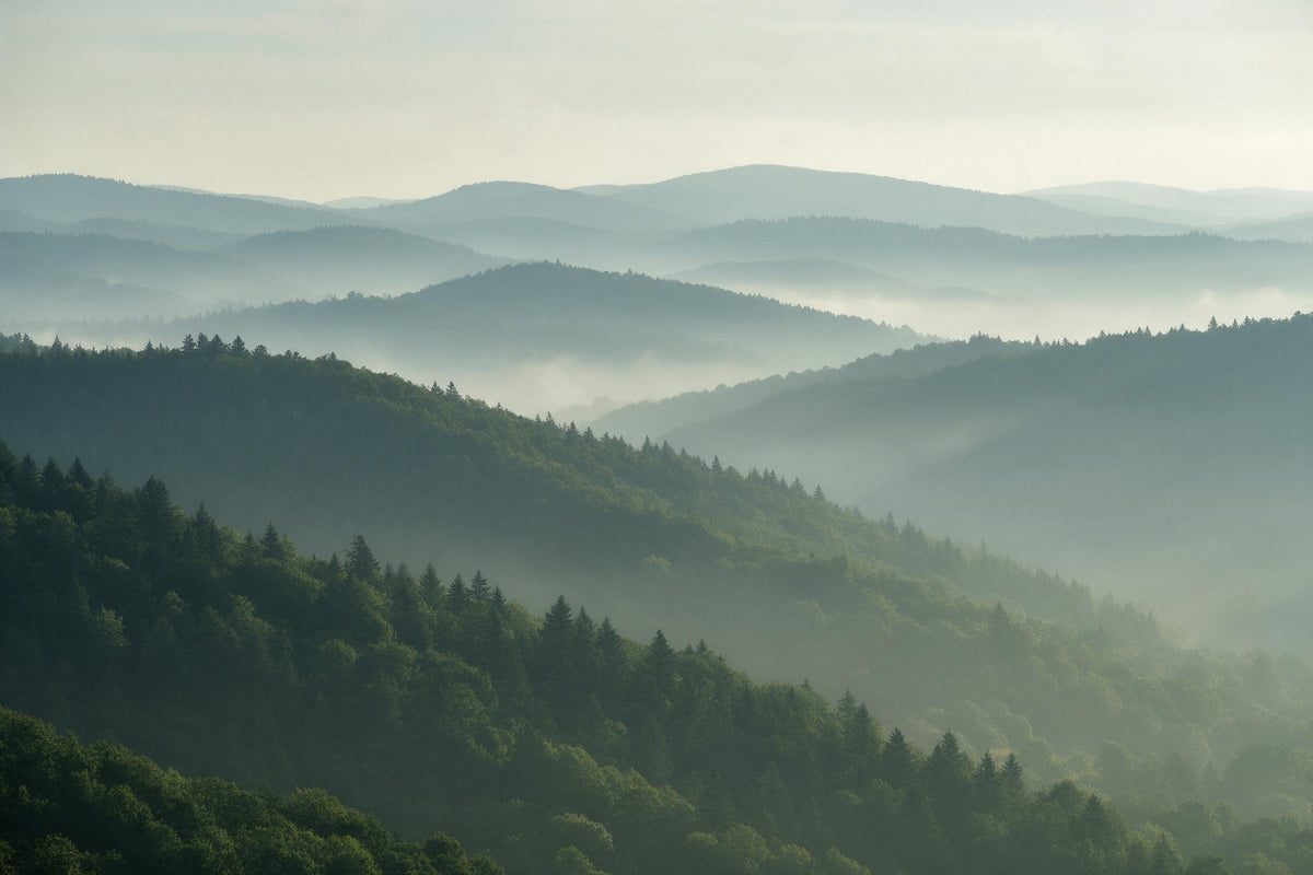 Bewaldete Hügelketten in Dunstschichten, dichter Wald im Vordergrund, als Wandtuch, auf Stoff gedruckt – Salbeigrün