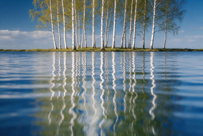 Weisse Birken am Gegenufer spiegeln sich in welligen Linien im blauen See, als Wandtuch, auf Stoff gedruckt – Weiss und Blau