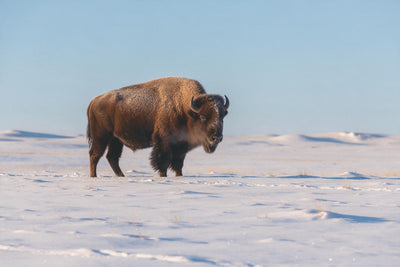 Bisonte con escarcha en el pelaje en una pradera nevada bajo un cielo azul, tapiz impreso en tela – blanco y marrón
