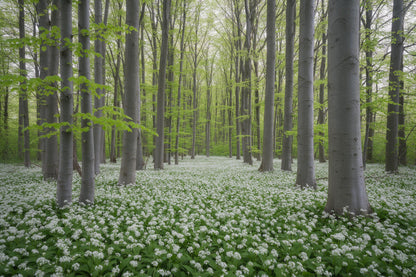 Wald: Buchenwald mit weissem Bärlauch-Teppich zwischen grauen Stämmen, als Wandtuch, auf Stoff gedruckt – Grün und Weiss