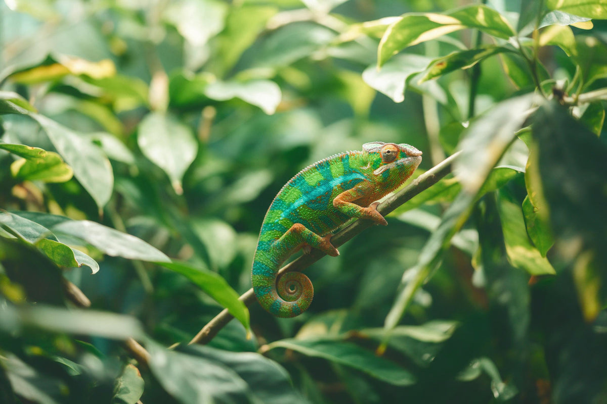 Caméléon coloré vert, turquoise et orange sur une branche oblique, feuillage tropical, tenture murale imprimée sur tissu