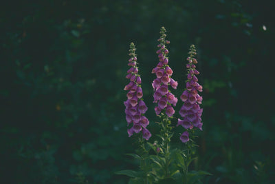 Three violet foxglove flower spikes against a dark green garden background, tapestry printed on fabric – violet and green