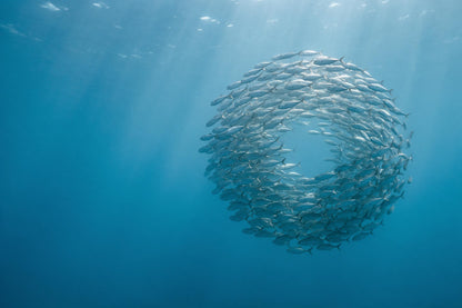 Silberne Fische als runde Spirale rechts im klaren Meer mit Lichtstrahlen, als Wandtuch, auf Stoff gedruckt – Blau und Türkis