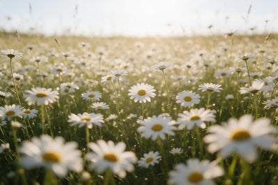 Prado de margaritas a cálido contraluz con flores desenfocadas delante, tapiz impreso en tela – blanco y verde
