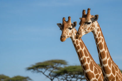 Two giraffes with a patch pattern against a blue sky and acacias, tapestry printed on fabric – brown and blue