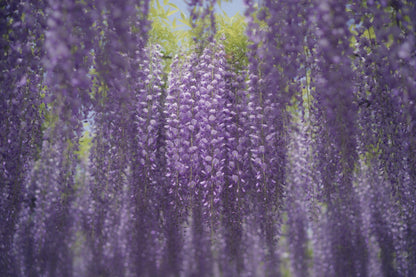 Blumenvorhang aus violetten Glyzinien vor hellblauem Himmel, als Wandtuch, auf Stoff gedruckt – Violett Grün