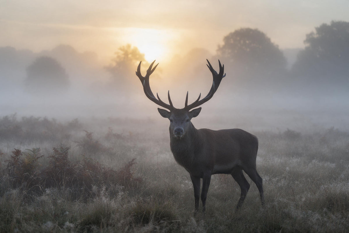 Hirsch mit grossem Geweih auf nebliger Wiese im Sonnenaufgang, als Wandtuch, auf Stoff gedruckt – Grau und Gold