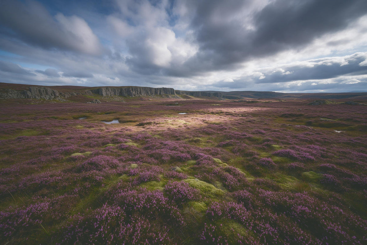 Paisaje de turbera con brezo violeta y acantilados de basalto grises, tapiz impreso en tela – violeta verde