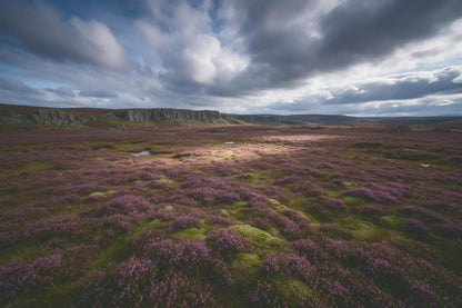 Paisaje de turbera con brezo violeta y acantilados de basalto grises, tapiz impreso en tela – violeta verde